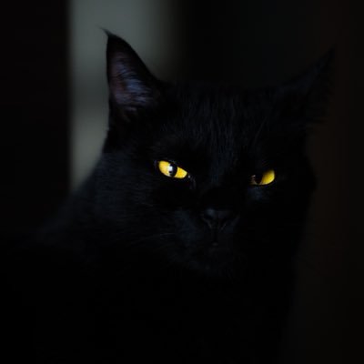 แมวดำ.'s profile picture