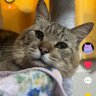 天才ちゃん 的头像