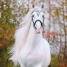 faroog's profile picture