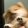 Profilbild von ૮ มะม่วง ა