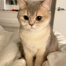 Фото профиля 秋田糸香 つむぎ