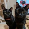 Фото профиля 週6でお寿司