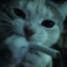 Profilbild von Rinn シ