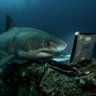Фото профиля 🦈Mr.T🦈