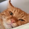 venüs profil fotoğrafı