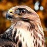 الہٰحہٰاج محہٰمد profil fotoğrafı