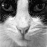 HaiCatt's profile picture