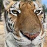 Dejan ekonomski tigar iz BRONZANOG doba's profile picture