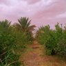 Фото профиля عبدالرحمن اليمني