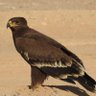 حسن الخطاب profil fotoğrafı