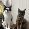 こむたん profil fotoğrafı