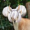 Фото профиля deⱯ