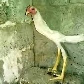 galo em baixa qualidade's profile picture