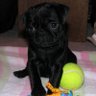 Profilbild von pugsforb