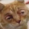 Profilbild von Dboh