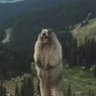 Фото профиля Marmota Carnívora ⬛🟨⬜