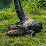 Profilbild von B’DAY 🐊