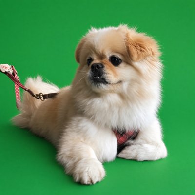 さいたま🟢古謝げんたを沖縄県知事に🟢's profile picture