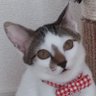 Profilbild von エンマ
