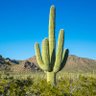 Cactus Saguaro profil fotoğrafı