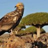 الجريح 的头像