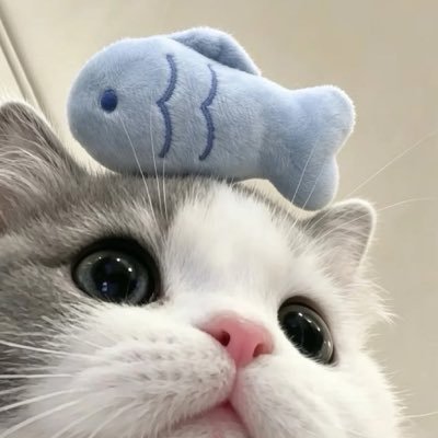 D I Y 🐬🩷🍊's profile picture