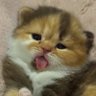 ro ๐โก๏ธ cce's profile picture