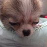 とわ🐣🌙 profil fotoğrafı