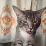 Silent_me's profile picture