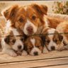 🐶🐾🦴　mie　🦴🐾🐶's profile picture