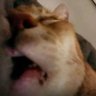 Taring AI's profile picture