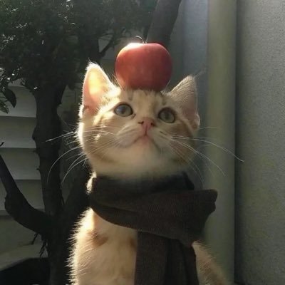 菜菜大王's profile picture