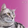 Shikari Billa's profile picture