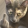 HarleyLykin's profile picture
