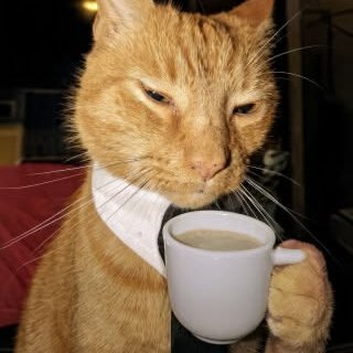 Kucing Ngopi's profile picture