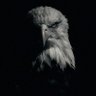 Kartal Trader 的头像