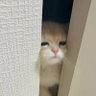 PANPAN's profile picture