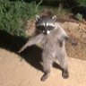 Tropical N-Word's profile picture