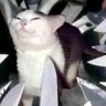 i have something to say's profile picture