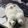 Profilbild von ゅ。