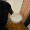 おおたに's profile picture