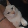 Profilbild von leo