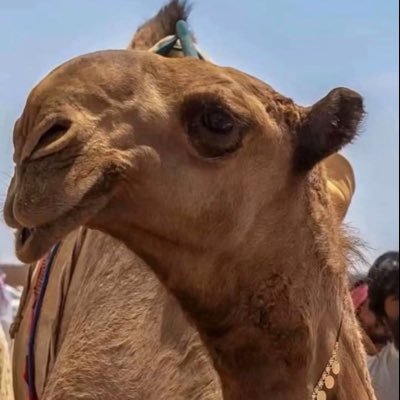 smsam1400's profile picture