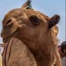 Фото профиля فهد بن شويل