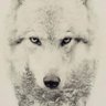 fatih's profile picture
