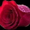 Farooq's profile picture