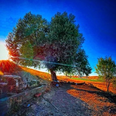 YilmazGedik_'s profile picture
