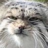 Profilbild von levoweal