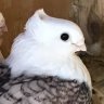 Profilbild von Pi