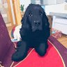 ❤️🐱🐶 𝗖⃥’⃥𝗠⃥𝗢⃥𝗡⃥ 的头像